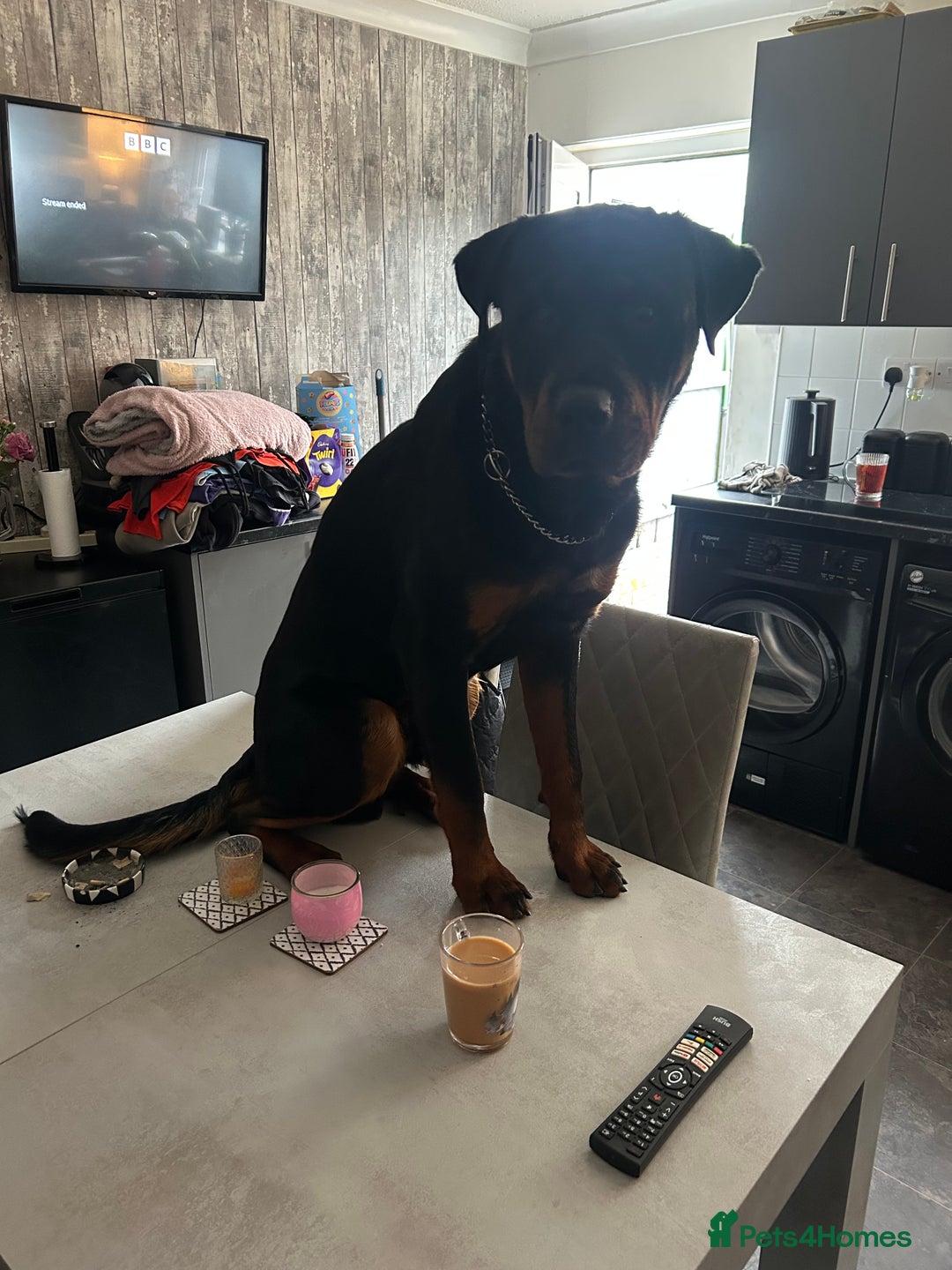 Rottweiler dogs for stud: BEAR 🐻 BEAUTIFUL ROTTWEILER FOR STUD  - Image 2
