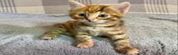 Mixed Breed cats for sale: Gorgeous Ginger And Tortoiseshell Female Kittens - Advert 13
