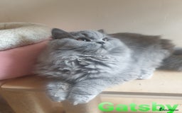 British Shorthair cats for sale: Impressive Pedigree BSH Kittens  - Advert 7