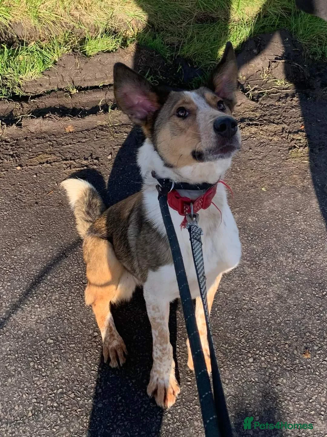 Mixed Breed dogs for adoption: Meet Jiji, currently residing in Cheshire  in Nantwich - Advert 3