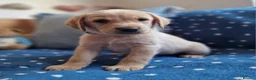 Springador dogs for sale: Wonderful Springador Puppies  - Advert 14