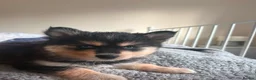 Pomsky dogs for sale: American Line Health Tested F4 Pomskys - Advert 22