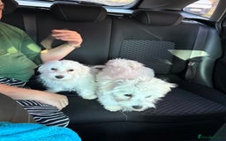 Maltese dogs for sale: Maltese puppies  - Image 16