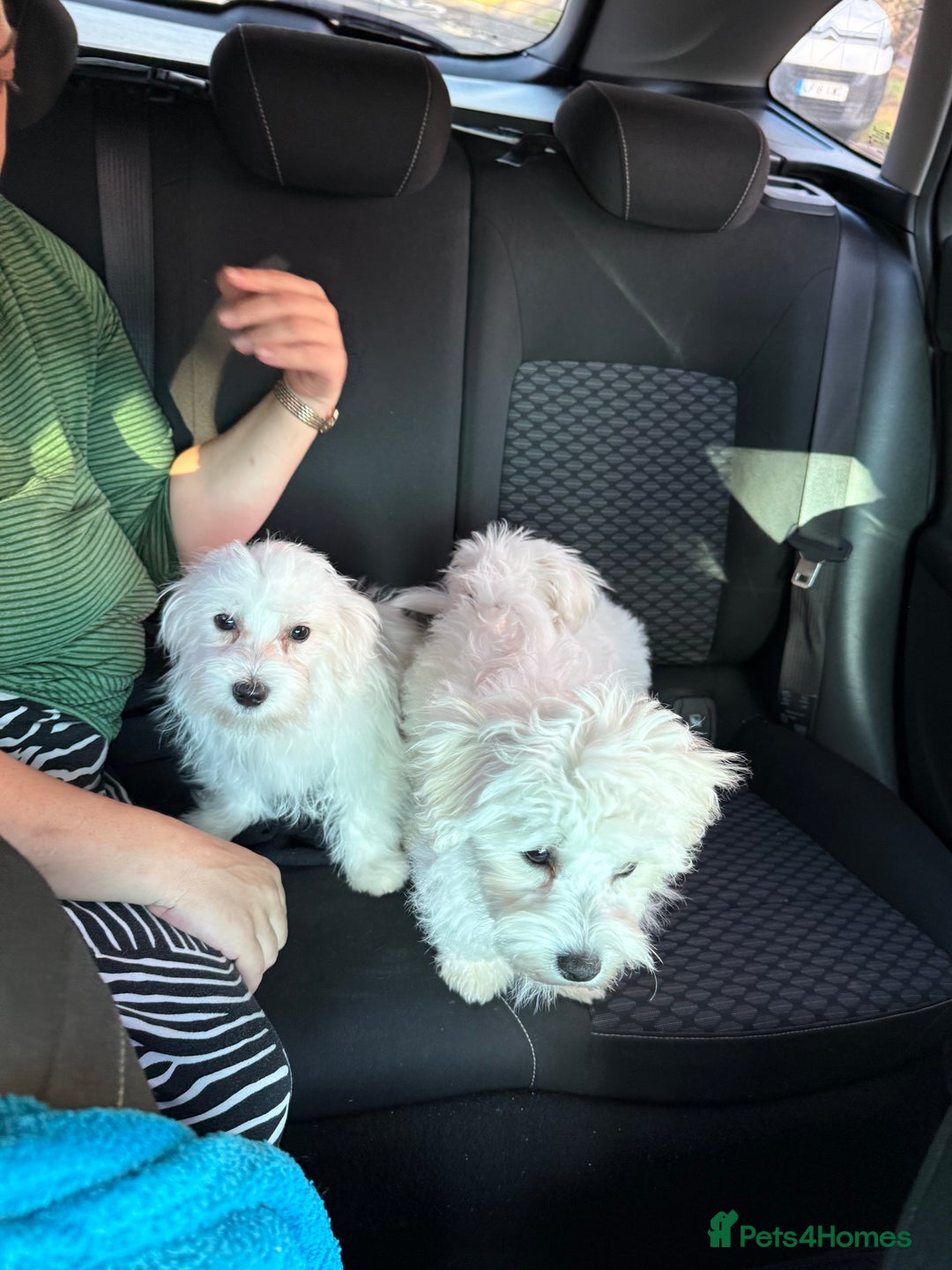 Maltese dogs for sale: Maltese puppies  - Image 16