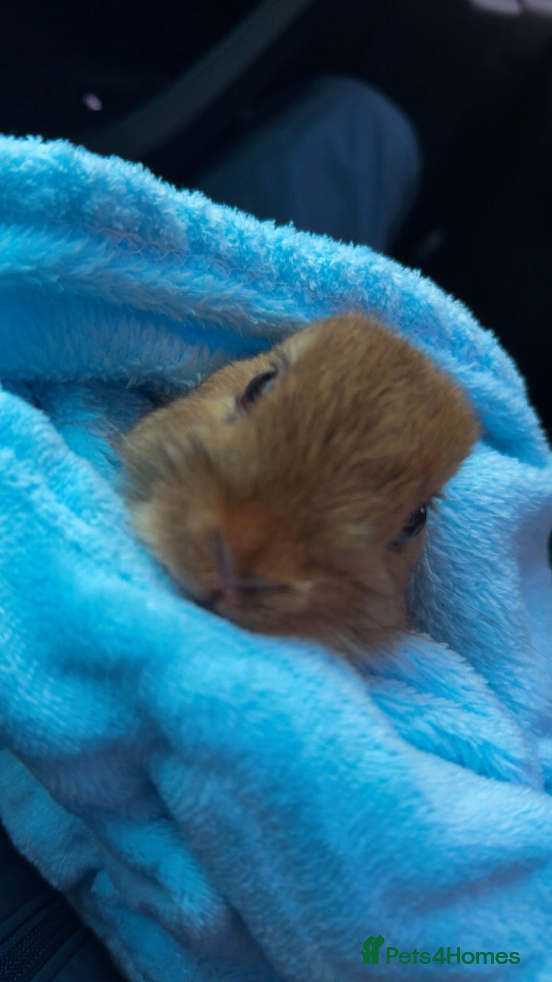 Netherland Dwarf rabbits for sale: Netherland Dwarf Rabbit with full set up - Advert 2