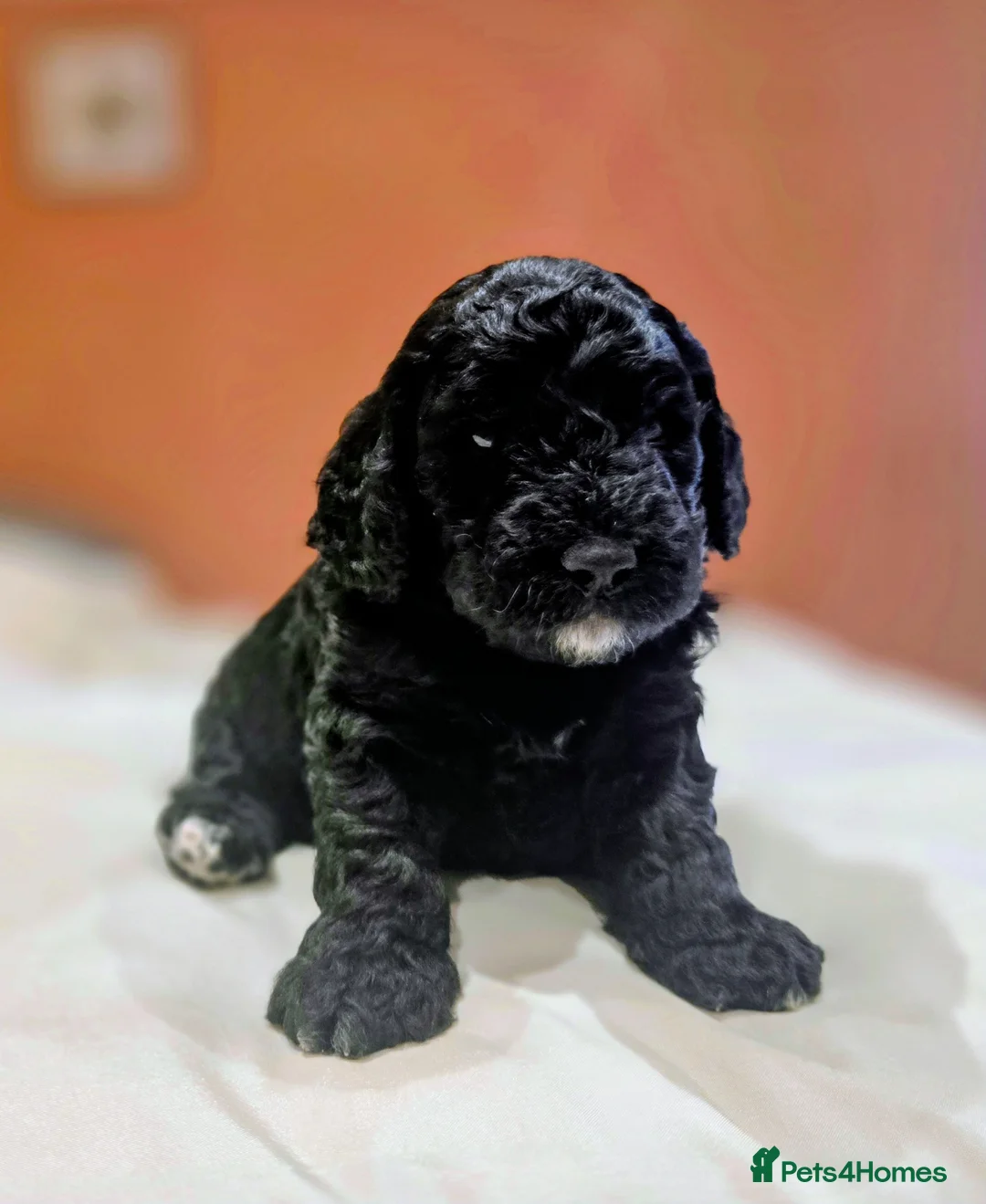 Cockapoo dogs for sale: Beautiful F1B cockapoo's  in Oswestry - Advert 7