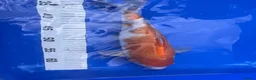 Koi Carp fish for sale: Koi carp - Advert 3
