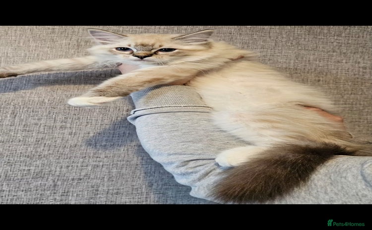 Ragdoll cats - Advert 2