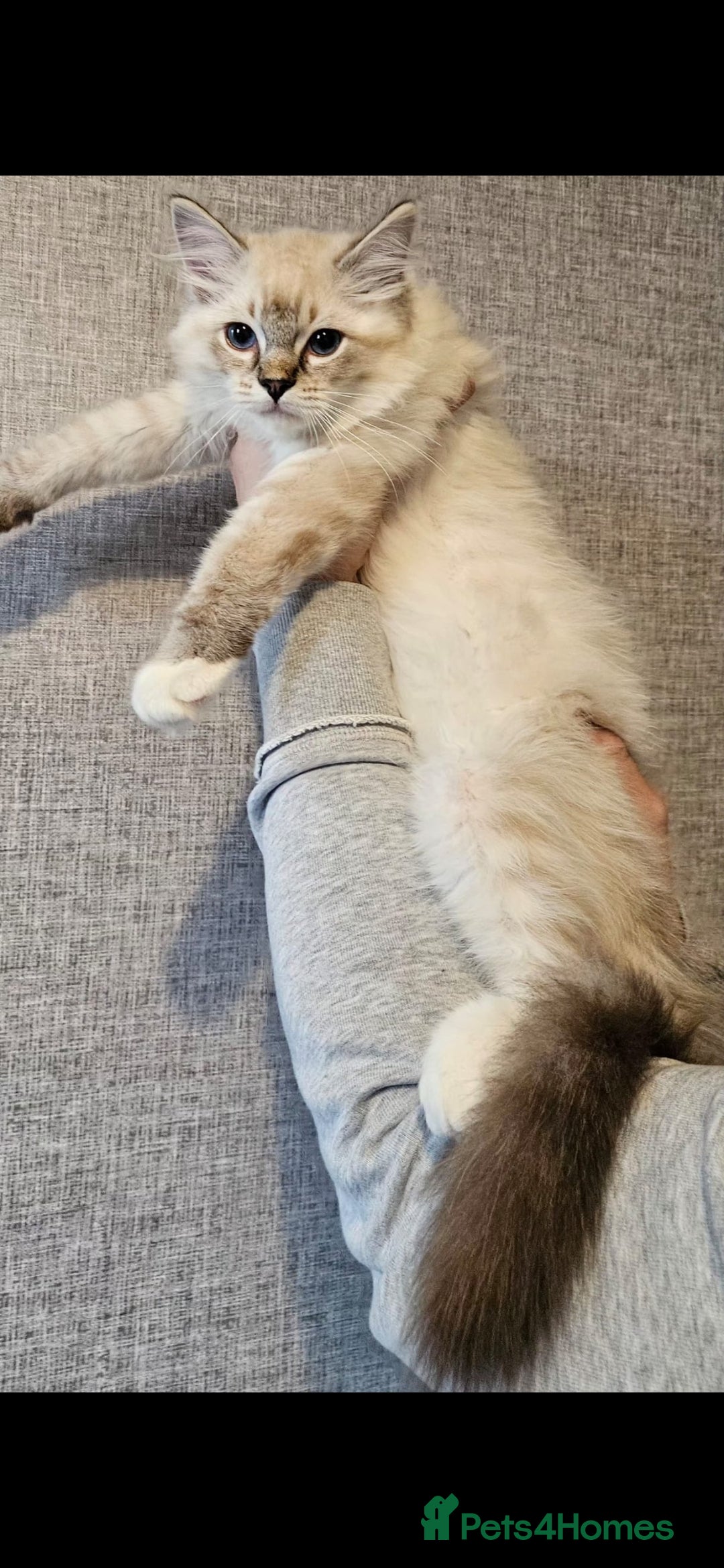 Ragdoll cats for sale: Stunning registered seal tabby ragdoll GC lines - Image 4