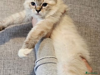 Ragdoll cats - Advert 1