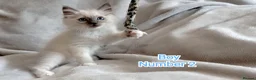 Ragdoll cats for sale: Beautiful Ragdoll Kittens Looking for Loving Homes - Advert 12