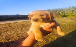 Labrador Retriever dogs for sale: Labrador puppies KC reg  - Image 8
