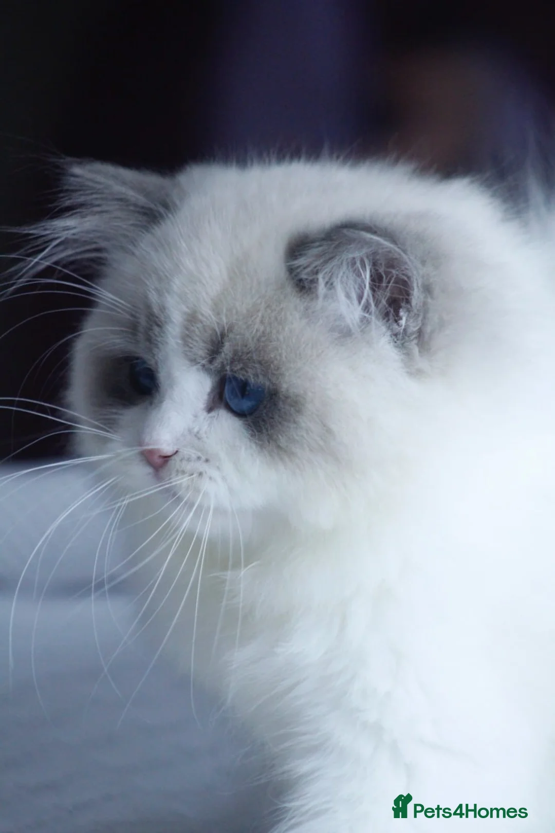 Ragdoll cats for sale: 2 Ragdoll boys from amazing parents  - Advert 2