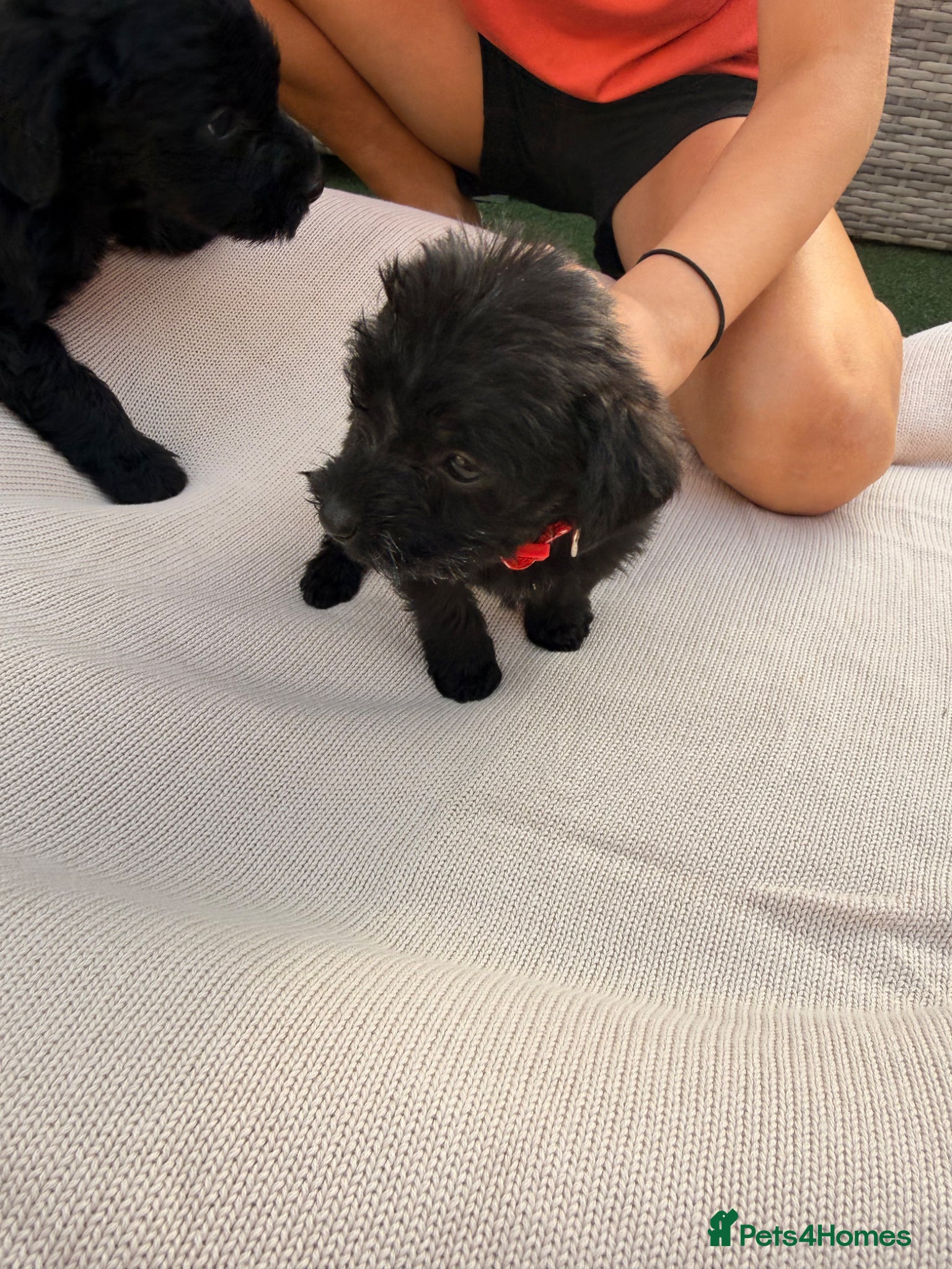 Mixed Breed dogs for sale: Whoodle puppies  - Advert 12