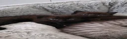 Scottish Fold cats for sale: 3 Scottish fold  kittens  - Advert 5