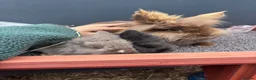 Lionhead rabbits for sale: Six baby lion heads for Sale ready now  - Advert 9