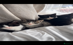 Mixed Breed cats for sale: Tuxedo Kittens looking for loving homes - Image 4