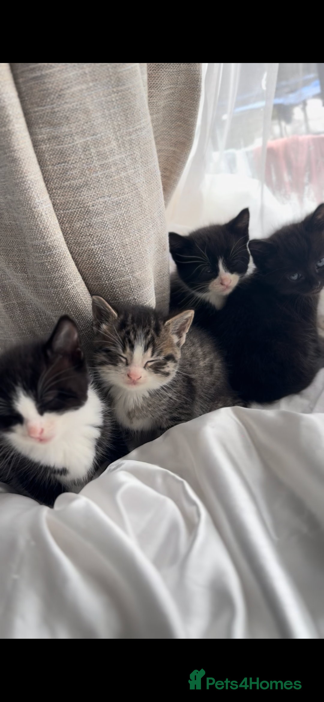 Mixed Breed cats for sale: Tuxedo Kittens looking for loving homes - Image 4
