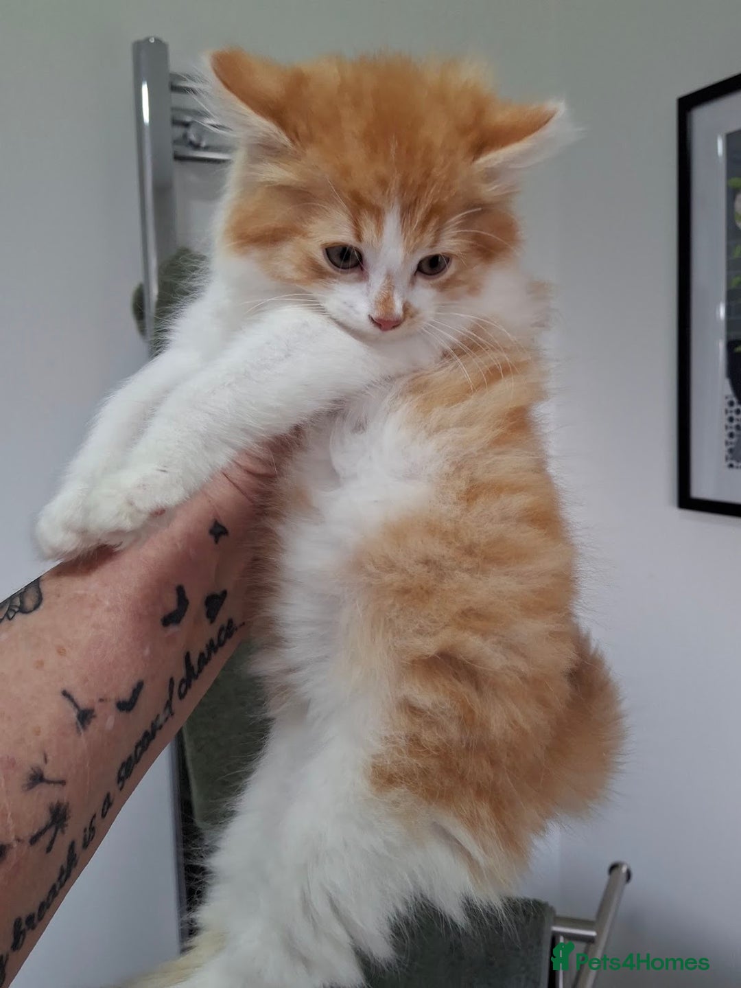 Maine Coon cats for sale: Beautiful Part Maine Coon/Ragdoll Long Haired Male - Advert 21