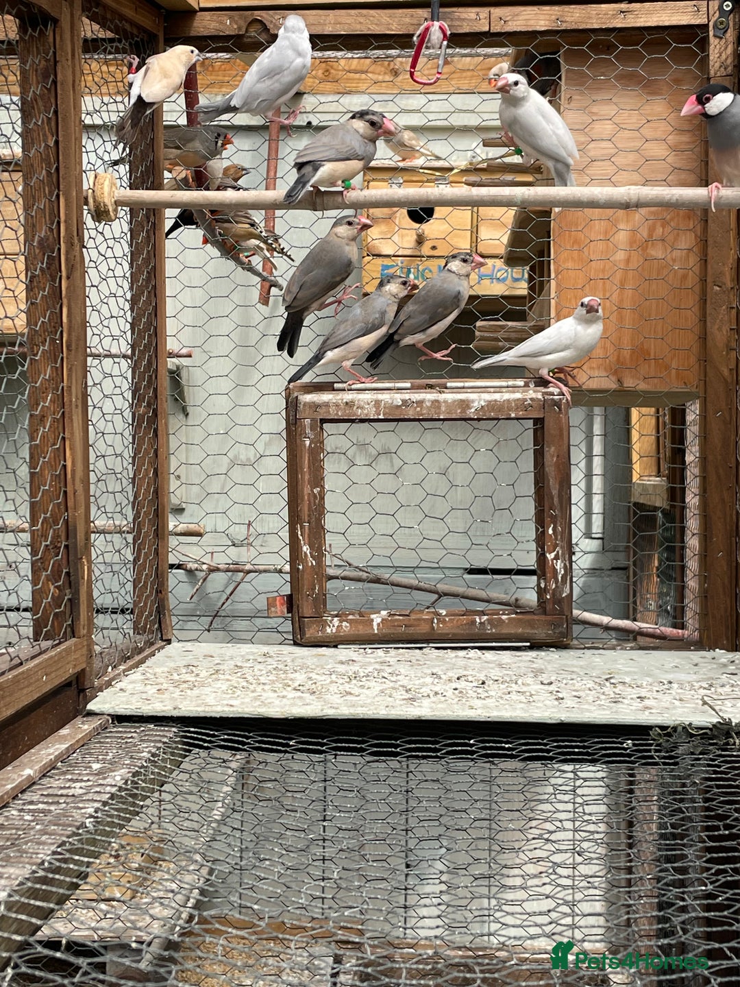 Finches birds for sale: Zebra finches  - Image 4