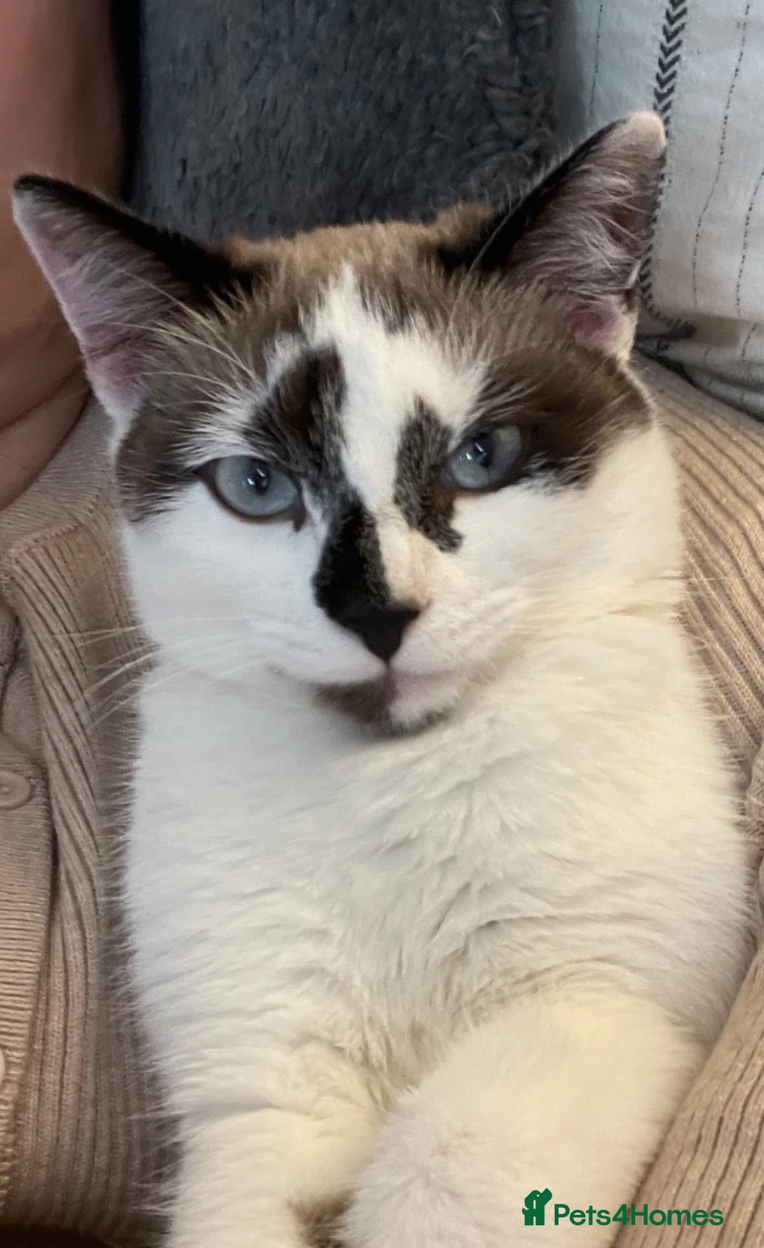 Mixed Breed cats for sale: 3 RAGDOLL MIX MALE KITTENS - Advert 10