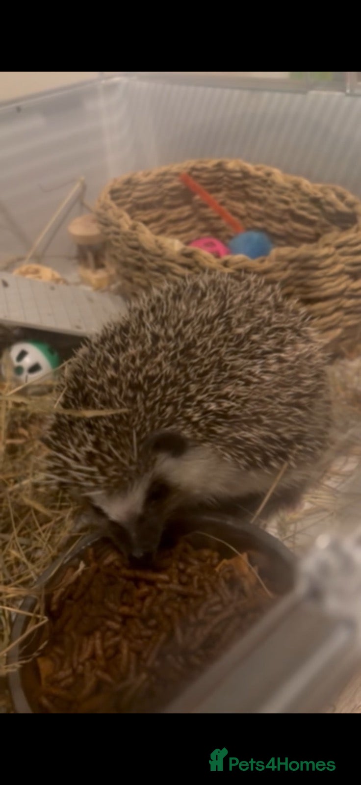 Pygmy Hedgehog rodents Set of Pygmy hedgehogs read description £200 each  - Advert 6