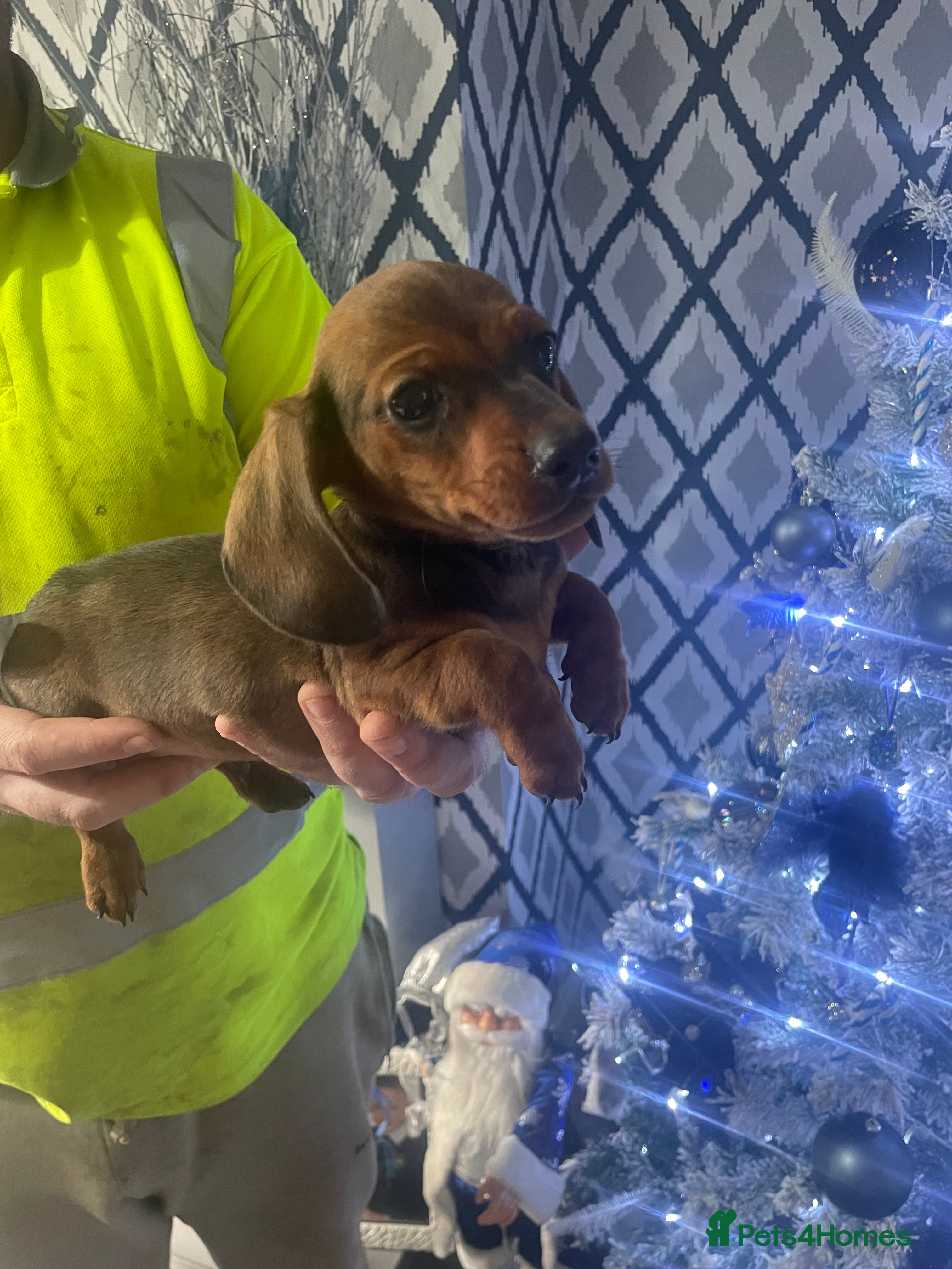 Miniature Dachshund dogs Miniature dachshund pups - Advert 3