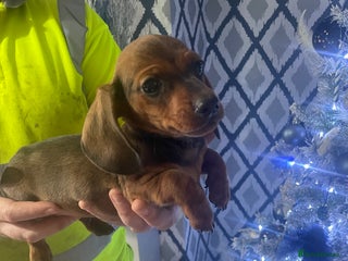 Miniature Dachshund dogs Miniature dachshund pups - Advert 4