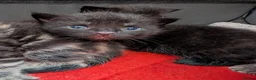 Mixed Breed cats for sale: Mixed Maine Coon Kittens  - Advert 22