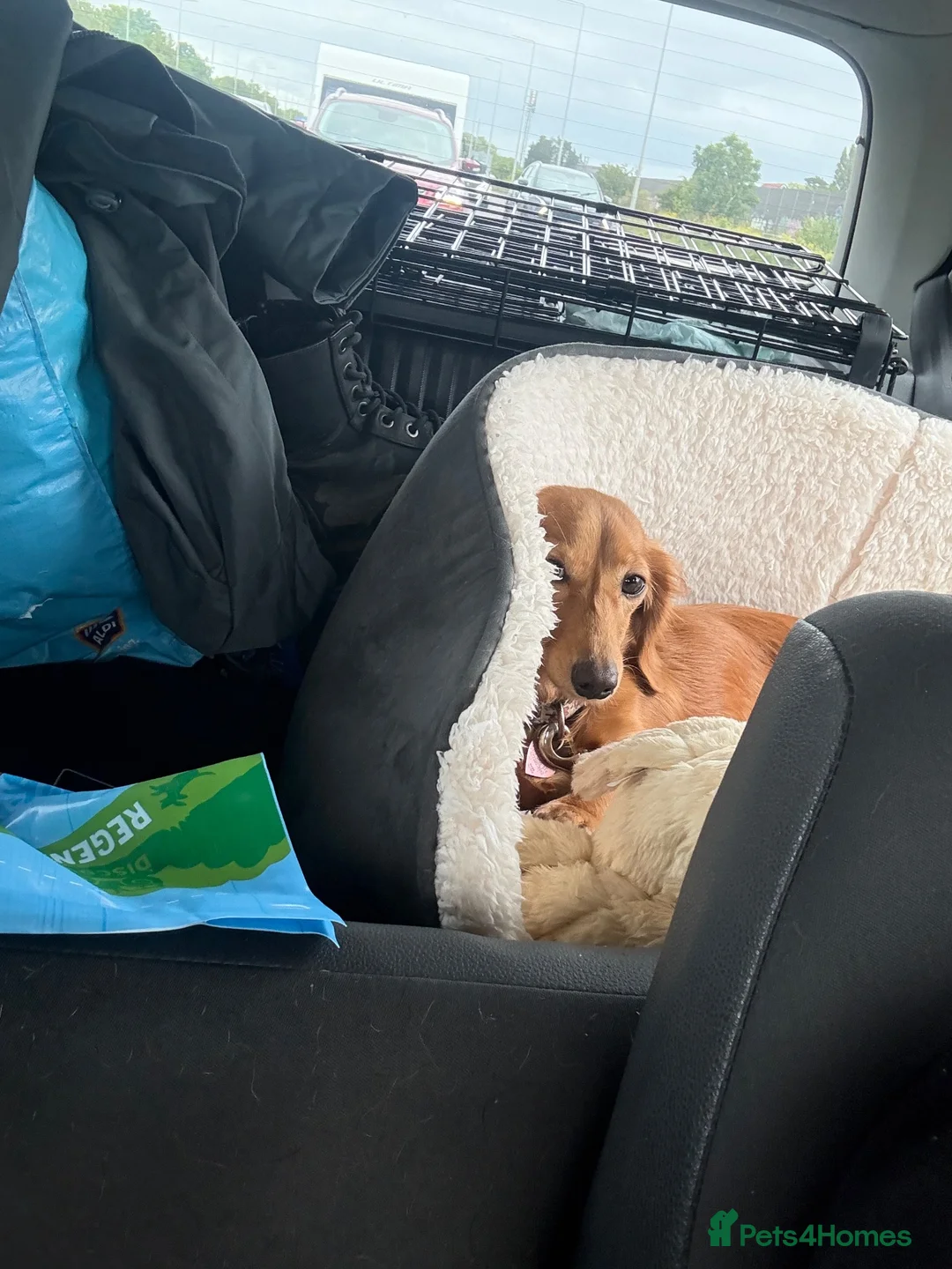 Dachshund dogs for sale: Female Ginger Daschund - Advert 2