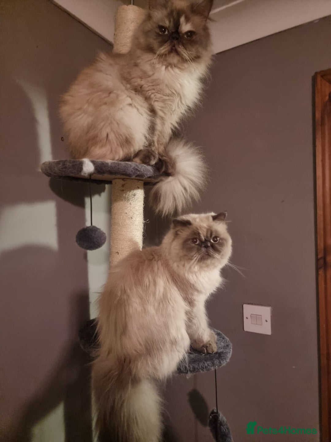 Persian cats for sale: Stunning Persian Kittens. - Advert 2