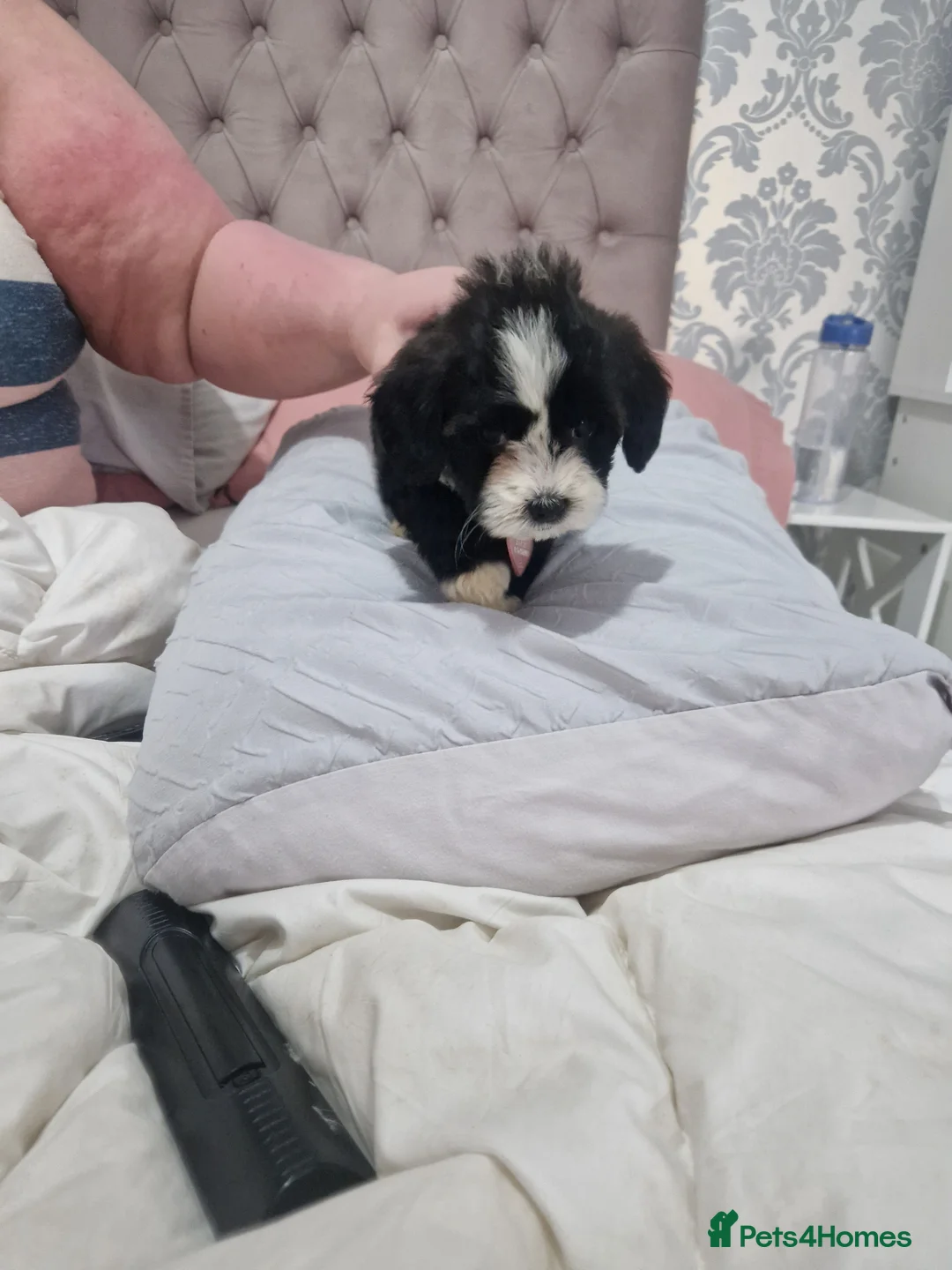 Cockapoo dogs for sale: Cockapoo puppy  in Tamworth - Advert 2