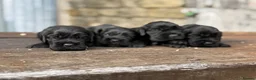 Cocker Spaniel dogs for sale: Stunning health tests show cockers  - Advert 5