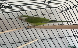 Parakeets birds for sale: Quaker parrot  - Image 1
