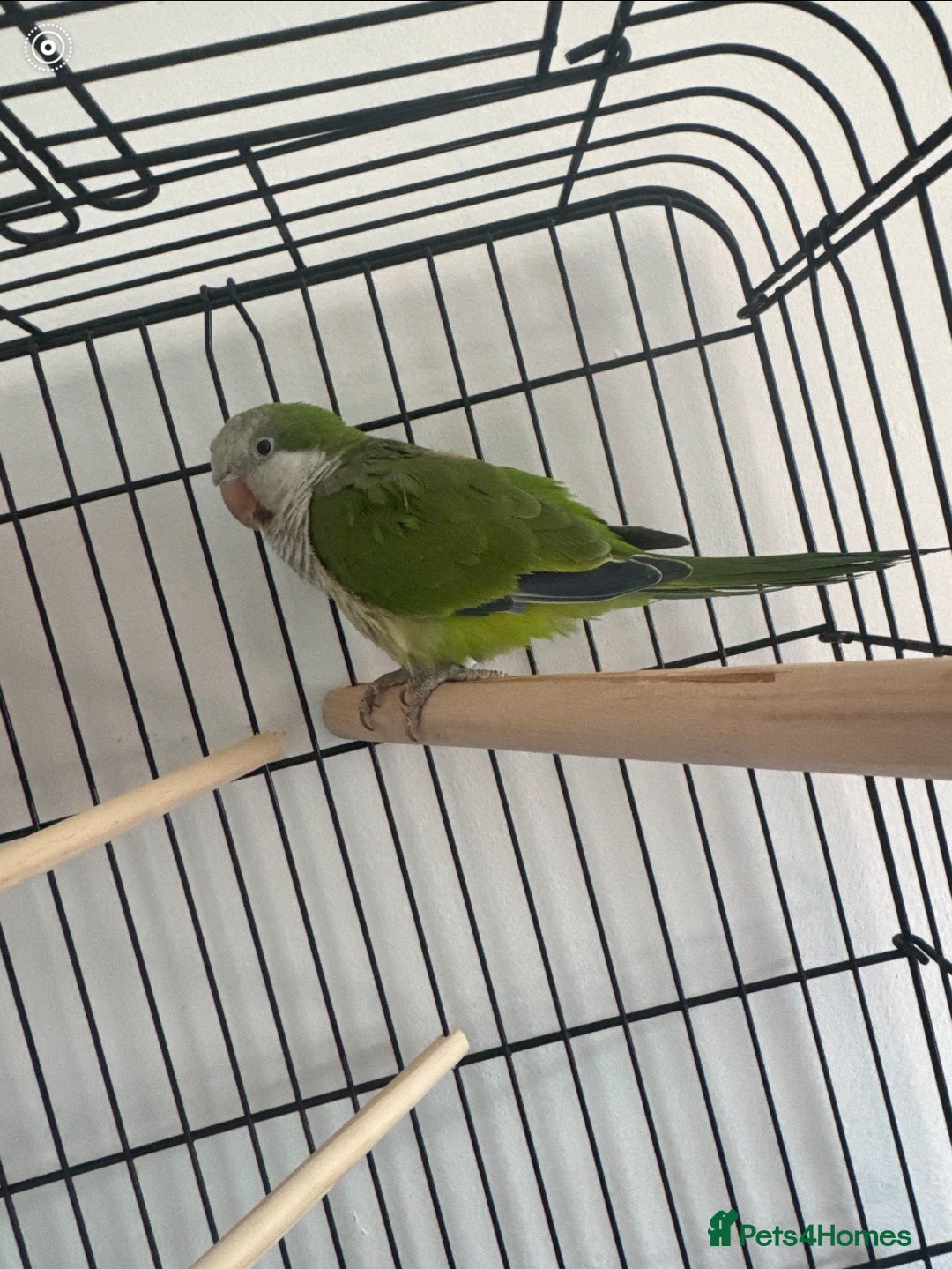 Parakeets birds for sale: Quaker parrot  - Image 1
