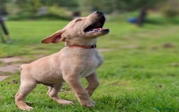 Labrador Retriever dogs for sale: Red 5th generation pedigree labrador  - Image 4