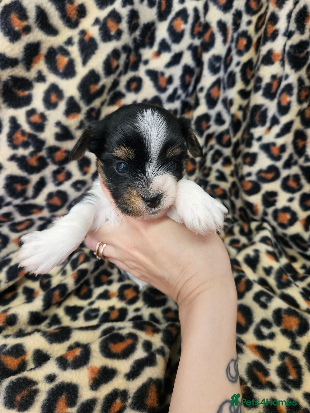 Yorkshire Terrier dogs for sale: 🤎 DNA tested parents 🤎 Yorkie puppies  - Advert 21