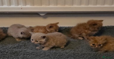British Longhair cats - Advert 3