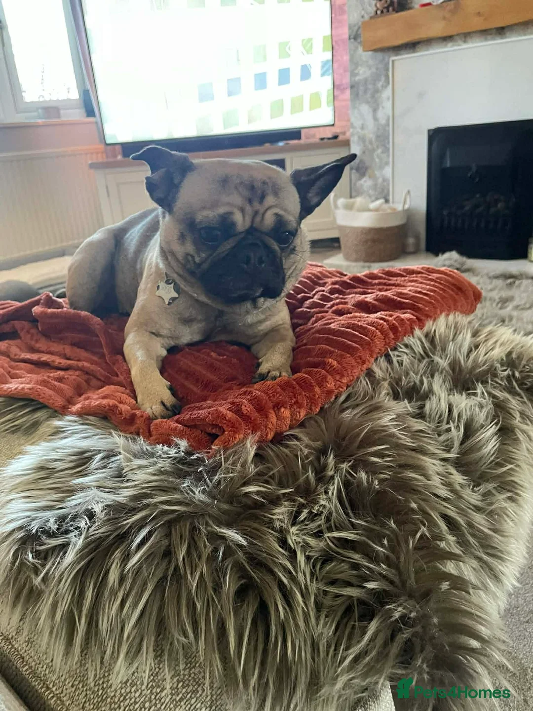 Frug dogs for sale: Frenchie  in Pontefract - Advert 5