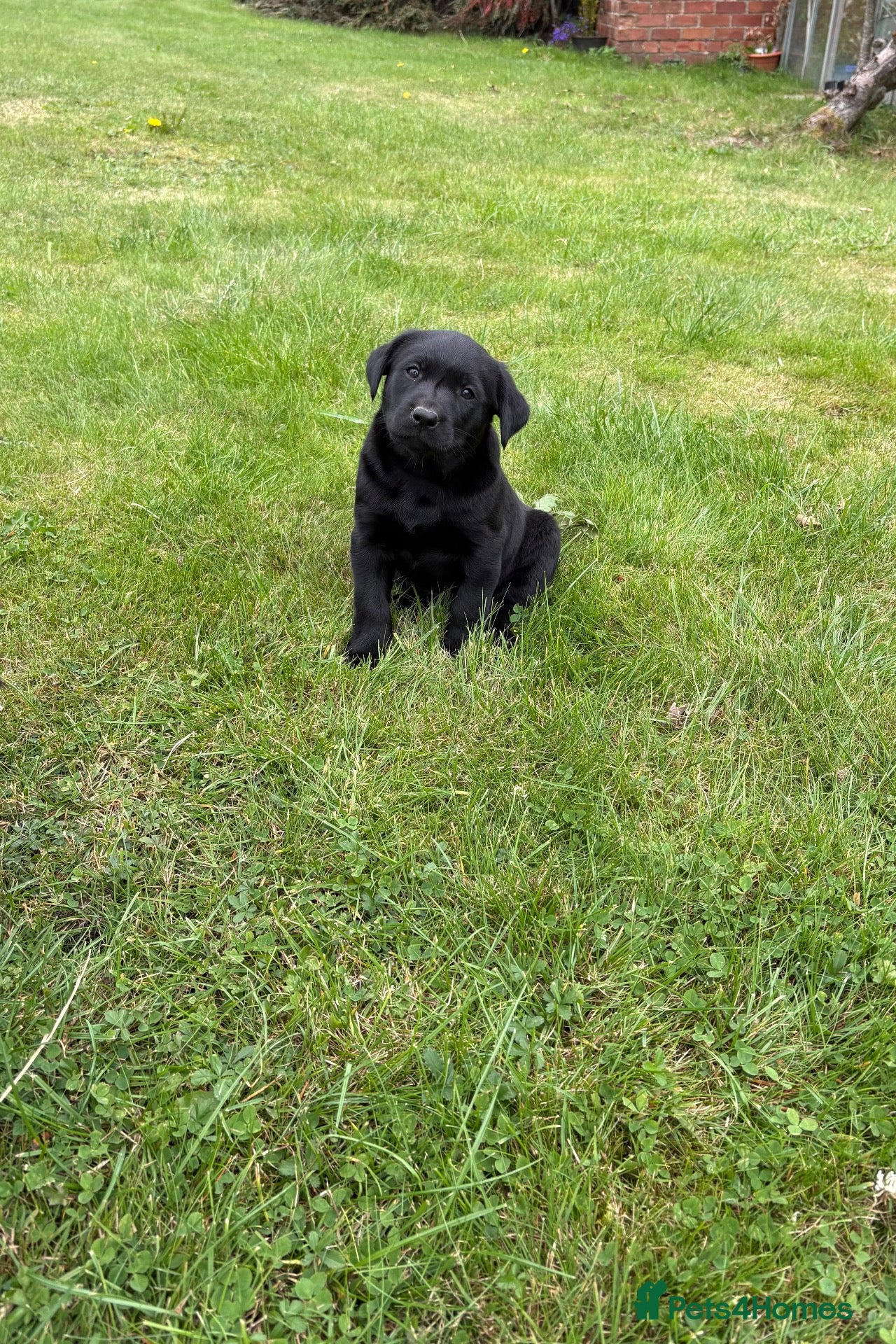 Labrador Retriever dogs Handsome Labrador dogs available  - Advert 1