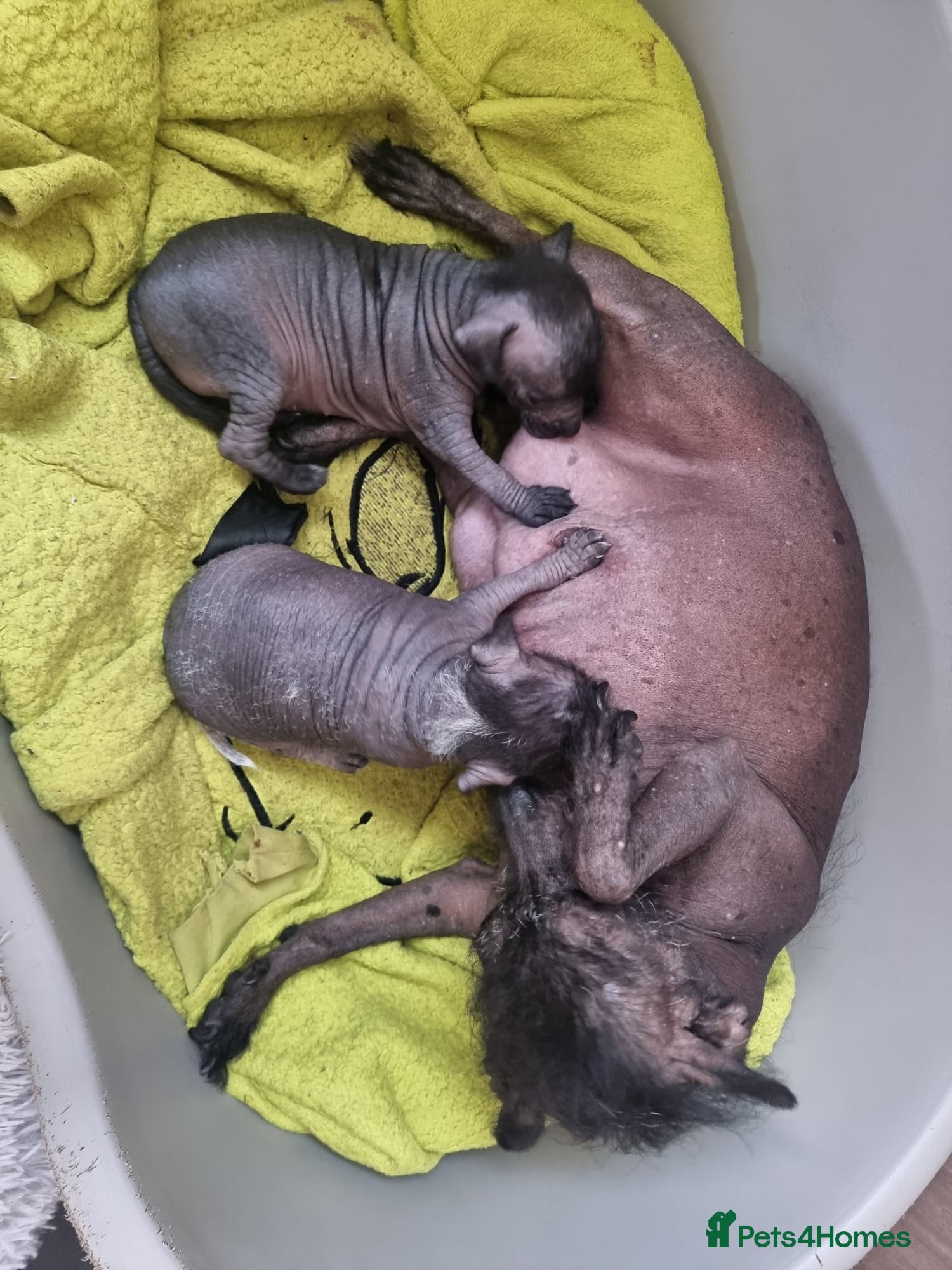 Mexican Hairless dogs Mexican hairless mini girls - Advert 7