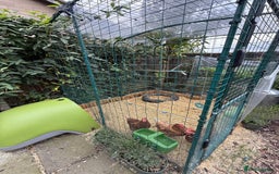 Chickens poultry for sale: 3x hens free (Eglu and run £300) - Image 3