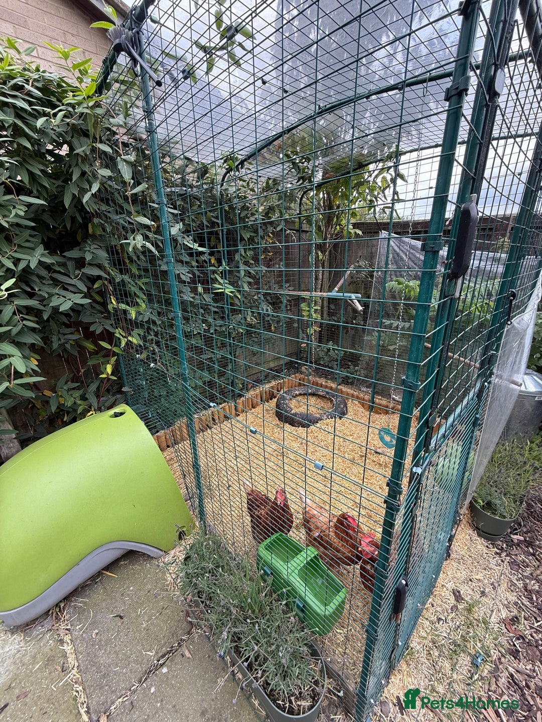 Chickens poultry for sale: 3x hens free (Eglu and run £300) - Image 3