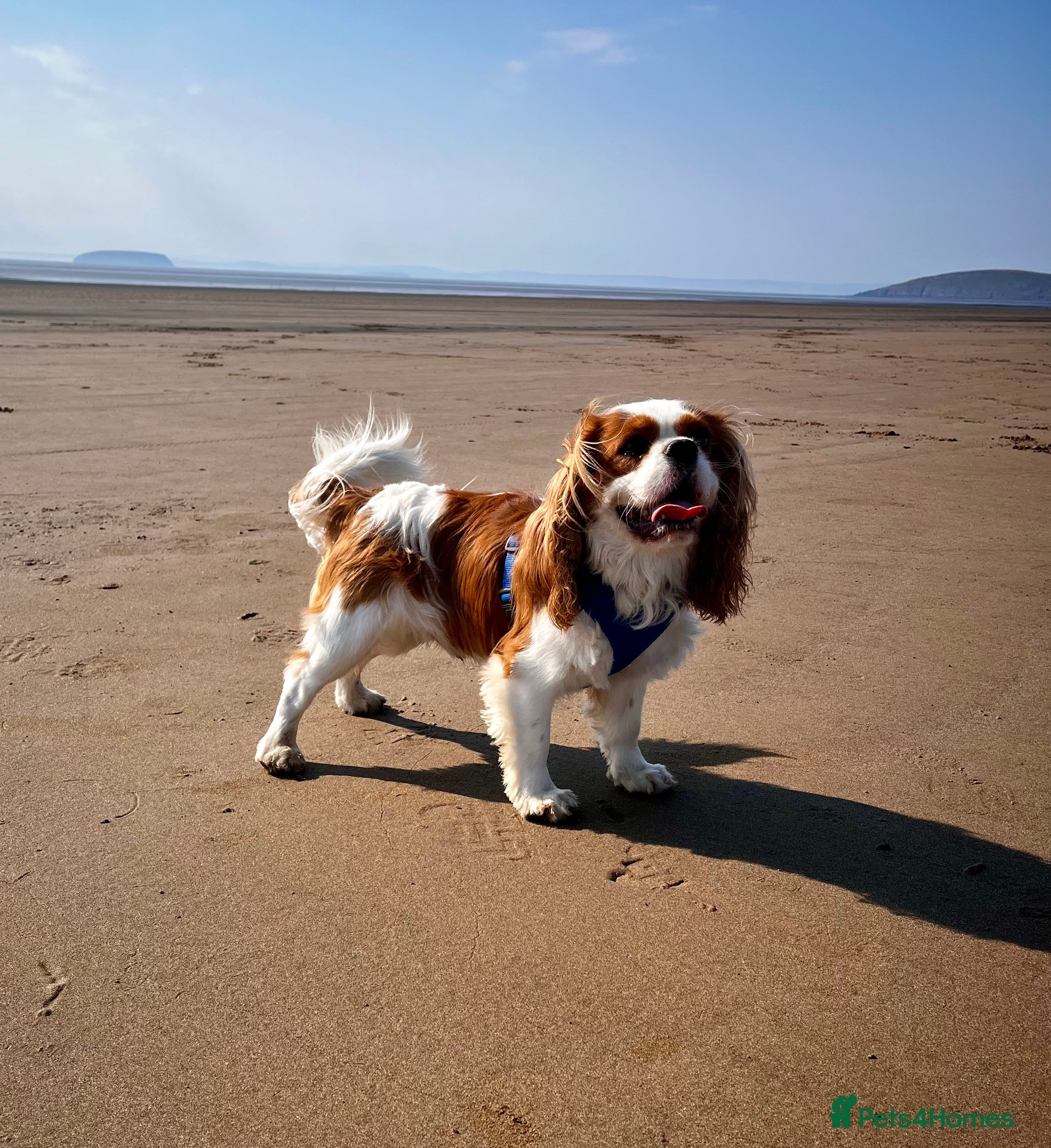 Cavalier King Charles Spaniel dogs KC Reg Cavalier King Charles Spaniel for Stud - Advert 19