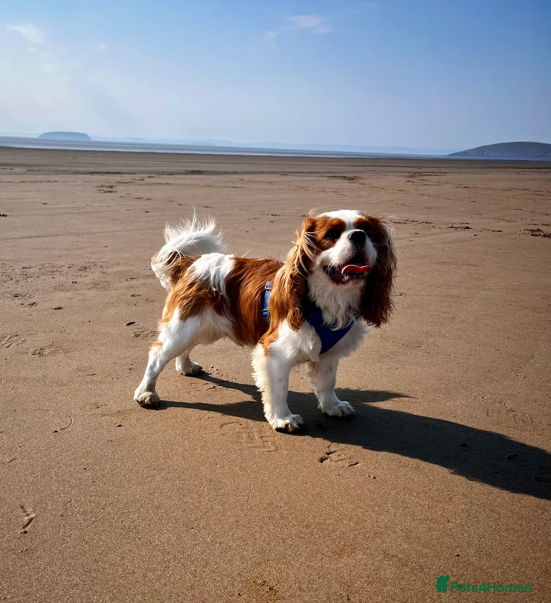 Cavalier King Charles Spaniel dogs for stud: KC Reg Cavalier King Charles Spaniel for Stud in Eastbourne - Advert 2