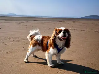 Cavalier King Charles Spaniel dogs KC Reg Cavalier King Charles Spaniel for Stud - Advert 1