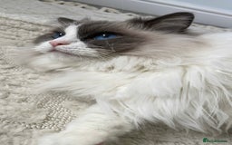 Ragdoll cats for sale: Brother Sister Ragdolls for Rehoming  - Image 4