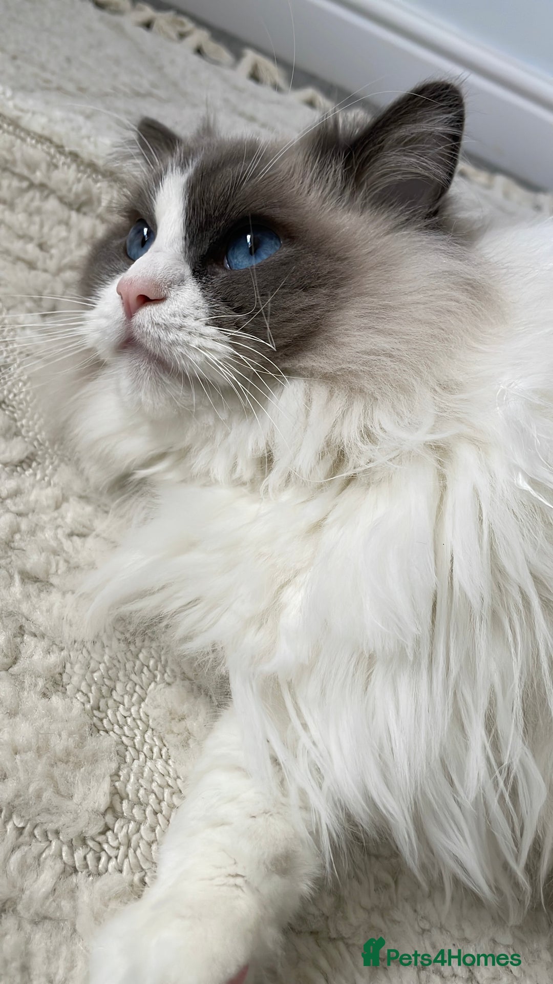 Ragdoll cats for sale: Brother Sister Ragdolls for Rehoming  - Image 4