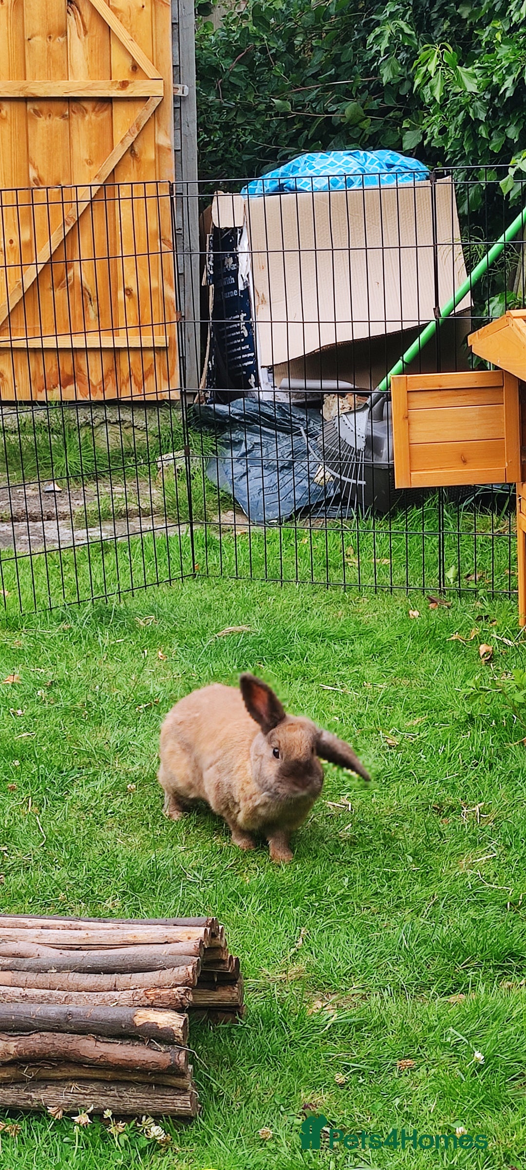 Mini Lop rabbits for sale: Male rabbit and hutch for sale - Image 5