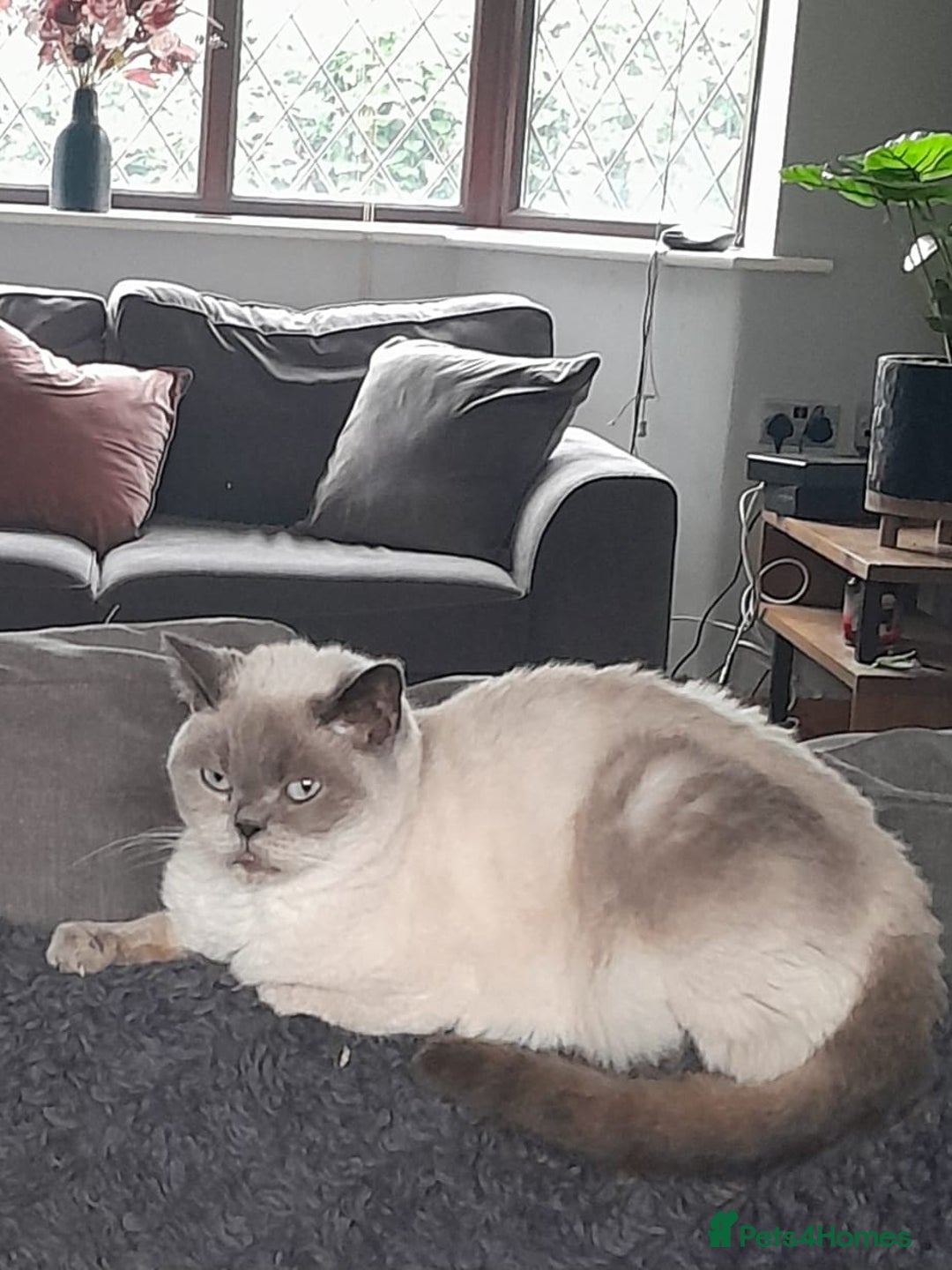 British Shorthair cats for sale: Lovely blue colourpoint girl in Ashton-under-Lyne - Image 8